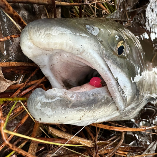 best steelhead trout fishing beads